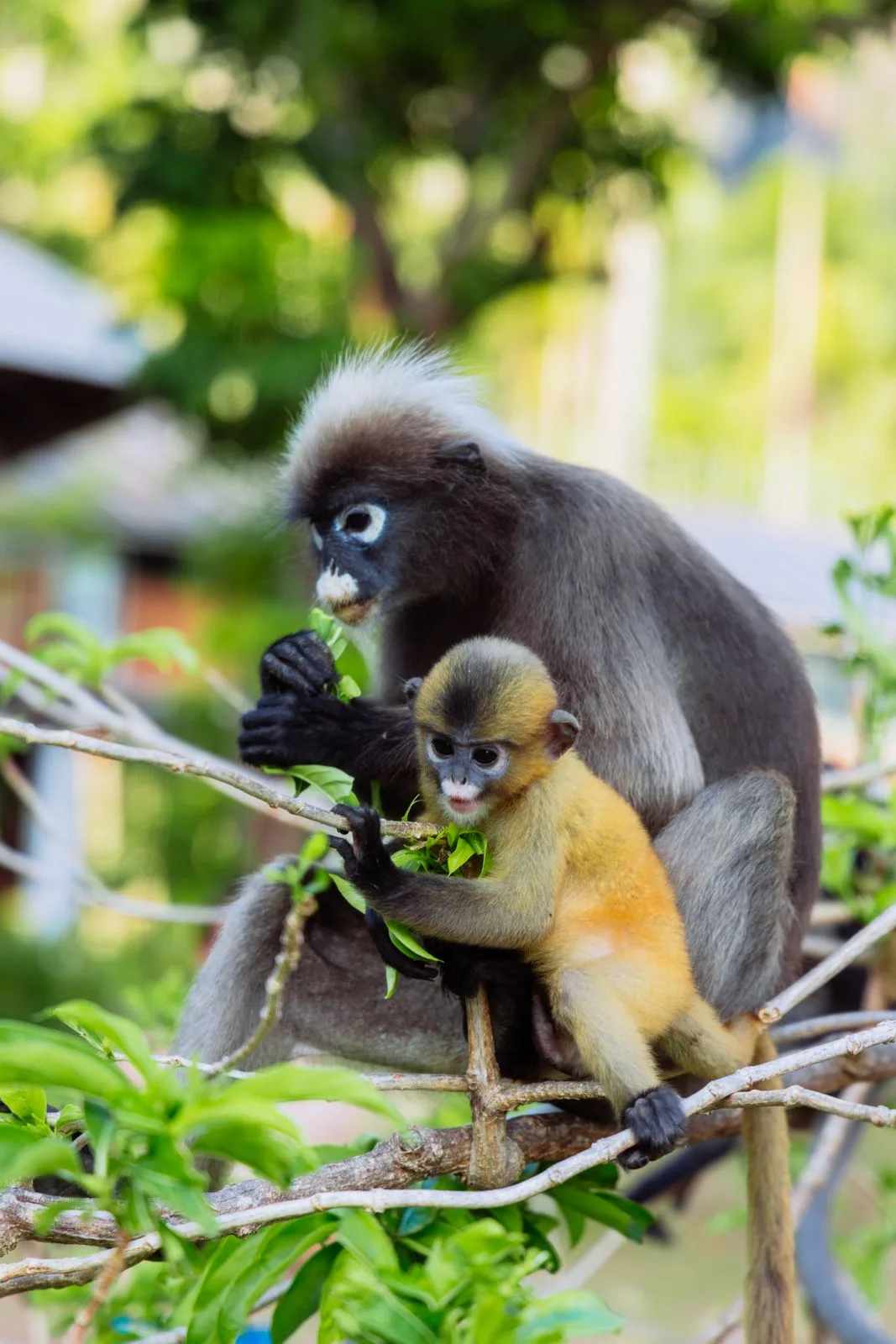 Ang Thong wildlife monkey family