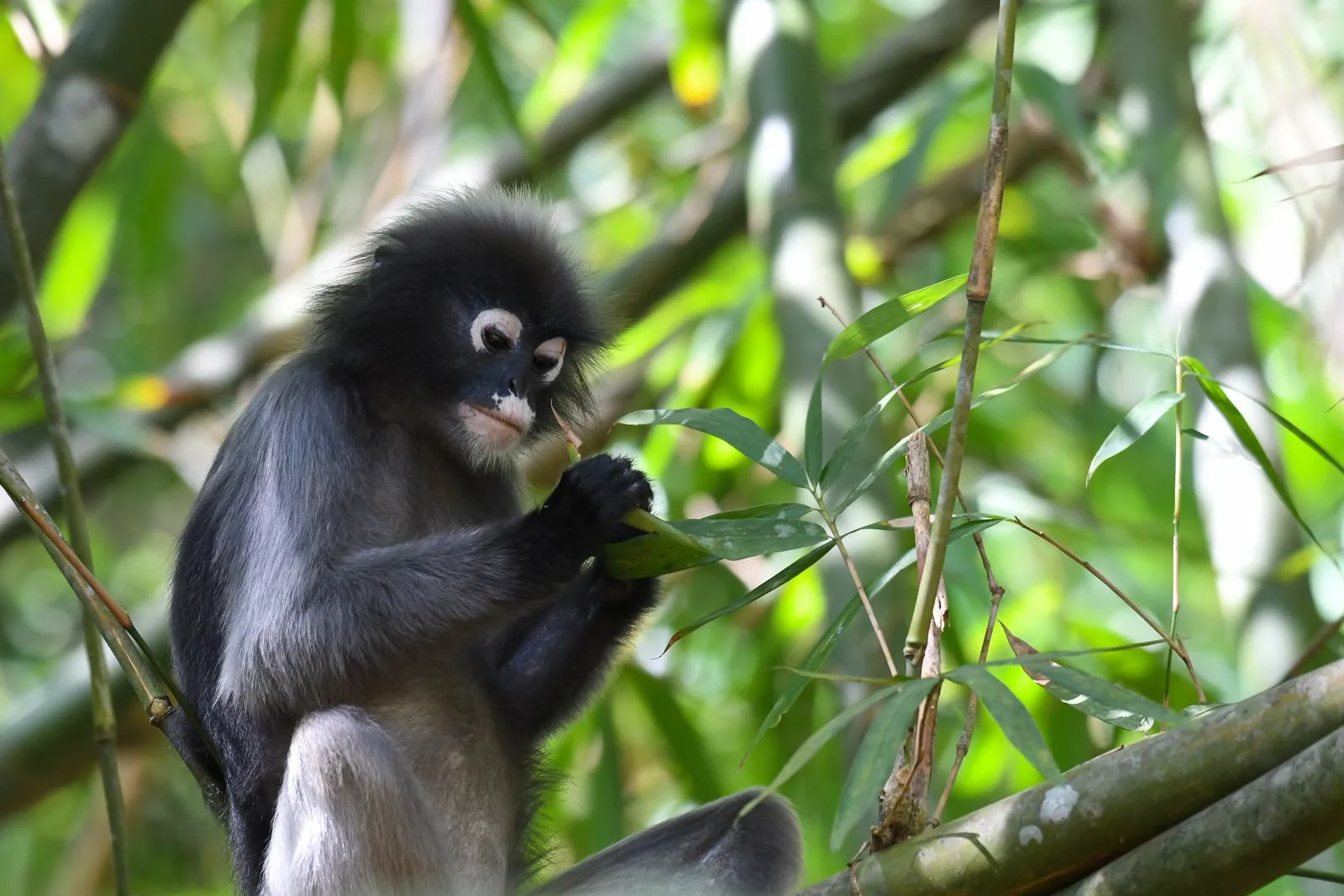 Ang Thong dusky leaf monkey