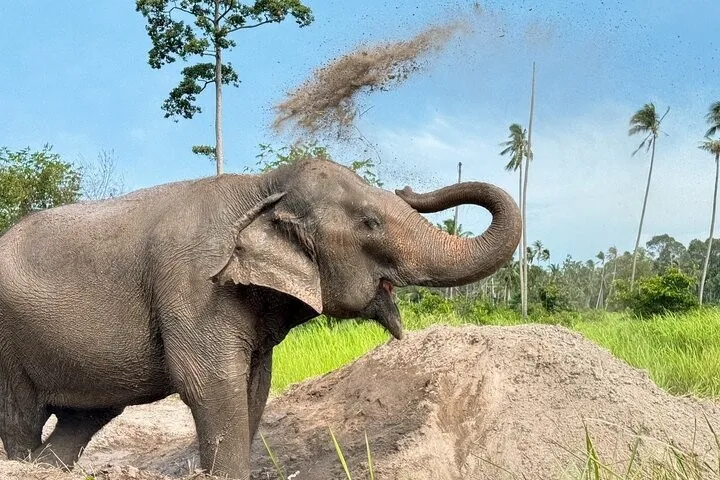 Samui Elephant Home - bain de poussiere elephant