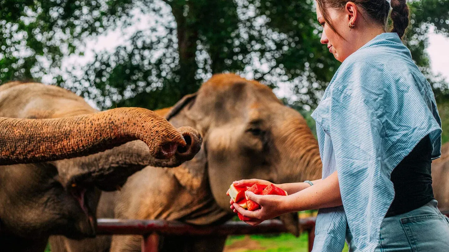 Samui Elephant Haven Video