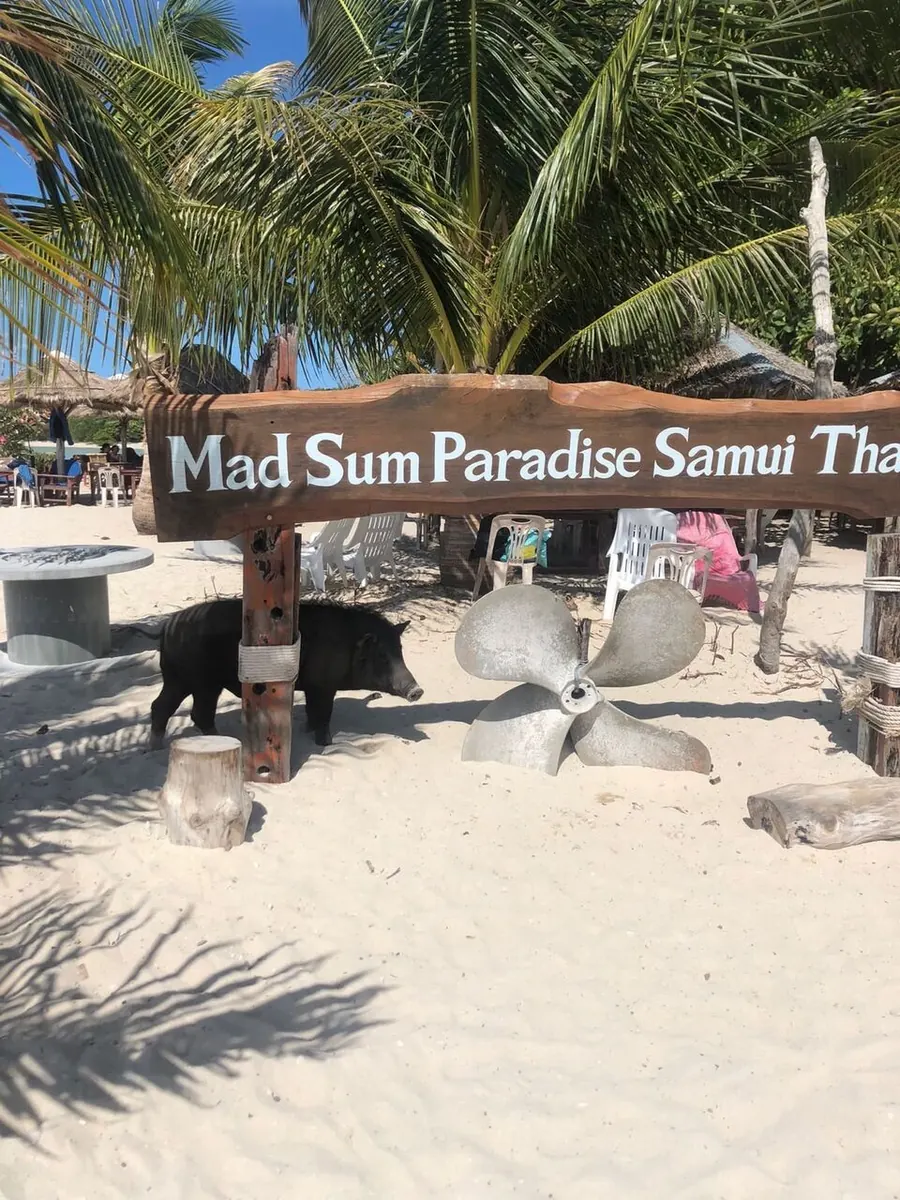 Koh Madsum Pig Island beach with swimming pigs, Koh Samui
